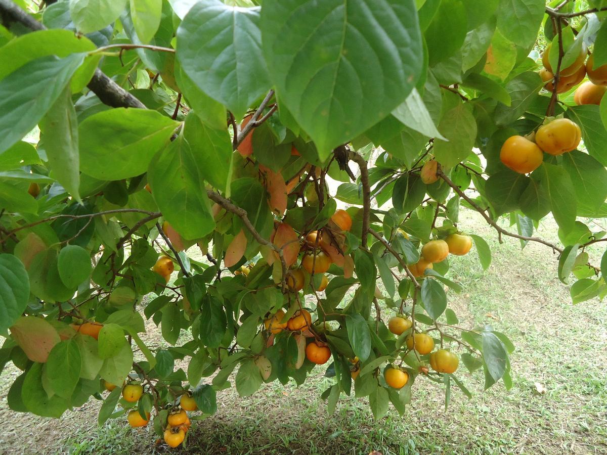 Sítio Recanto Do Araçá * Visconde de Mauá