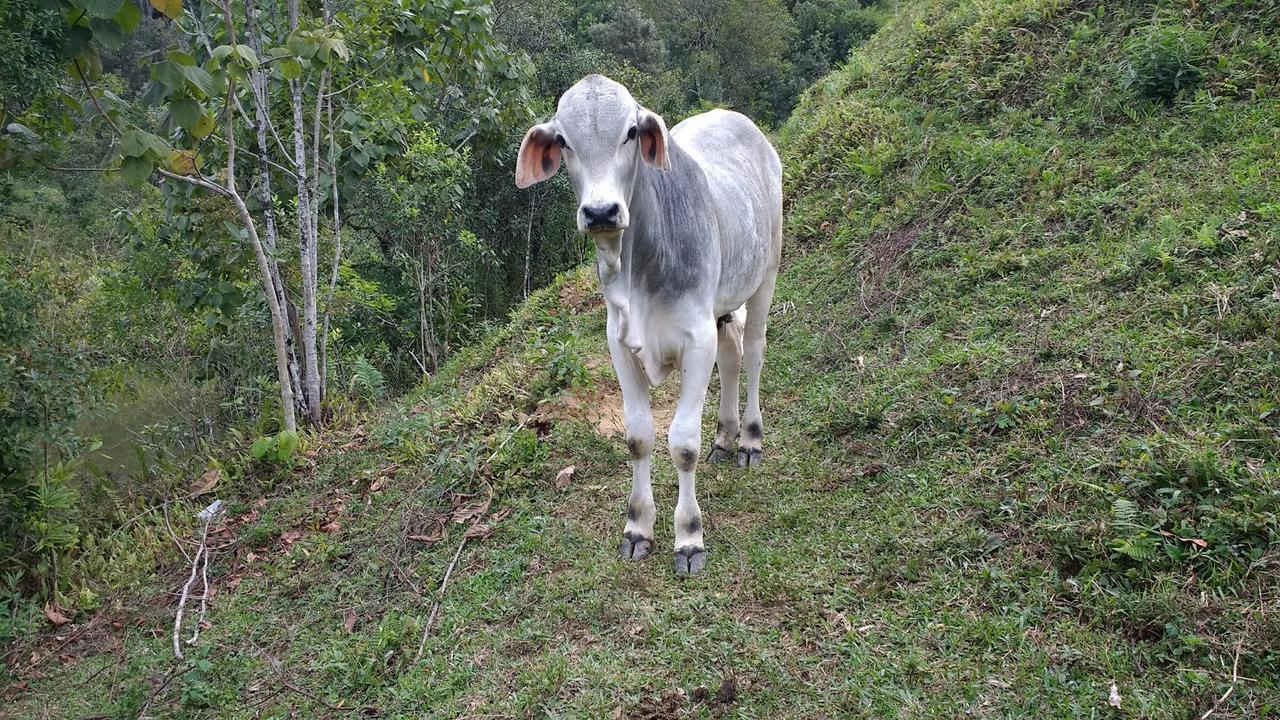 Sítio Recanto Do Araçá Visconde de Mauá